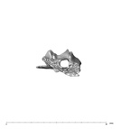 SK 847n Homo cranial fragment 4