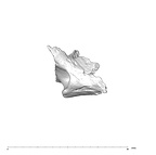 SK 847n Homo cranial fragment 5