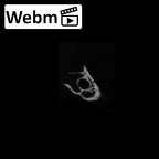 SK 847n Homo cranial fragment ct stack movie