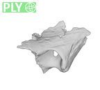 SK 847n Homo cranial fragment ply