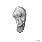 SK 848 Paranthropus robustus right incus anterior