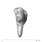 SK 848 Paranthropus robustus right incus inferior