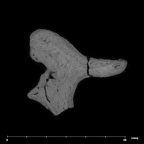 SK 848 Paranthropus robustus right incus internal