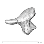 SK 848 Paranthropus robustus right incus lateral