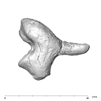 SK 848 Paranthropus robustus right incus mesial
