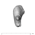 SK 848 Paranthropus robustus right incus posterior