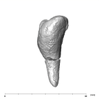 SK 848 Paranthropus robustus right incus superior