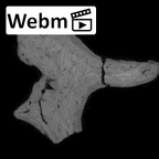 SK 848 Paranthropus robustus right incus ct stack movie
