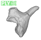 SK 848 Paranthropus robustus right incus ply