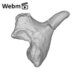 SK 848 Paranthropus robustus right incus ply movie