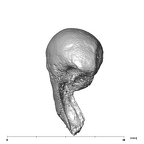 SK 848 Paranthropus robustus right malleus anterior