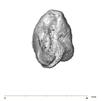 SK 848 Paranthropus robustus right malleus inferior