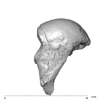 SK 848 Paranthropus robustus right malleus lateral