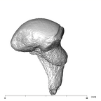 SK 848 Paranthropus robustus right malleus mesial