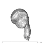 SK 848 Paranthropus robustus right malleus posterior