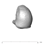 SK 848 Paranthropus robustus right malleus superior