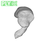 SK 848 Paranthropus robustus right malleus ply