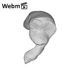 SK 848 Paranthropus robustus right malleus ply movie