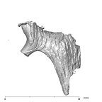 SK 848 Paranthropus robustus right stapes anterior