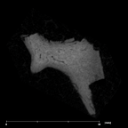 SK 848 Paranthropus robustus right stapes internal