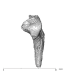 SK 848 Paranthropus robustus right stapes lateral