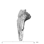 SK 848 Paranthropus robustus right stapes mesial