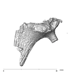 SK 848 Paranthropus robustus right stapes posterior