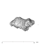 SK 848 Paranthropus robustus right stapes superior
