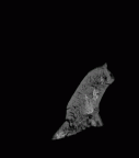 SK 848 Paranthropus robustus right temporal gif