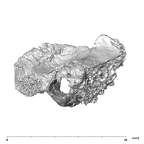 SK 848 Paranthropus robustus right temporal medial