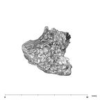 SK 848 Paranthropus robustus right temporal posterior