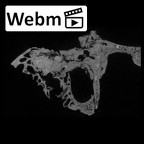 SK 848 Paranthropus robustus right temporal ct stack movie