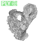 SK 848 Paranthropus robustus right temporal ply