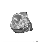 SK 849 Paranthropus robustus URM1 apical
