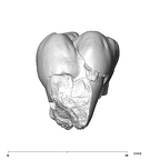 SK 849 Paranthropus robustus URM1 buccal