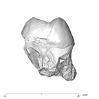 SK 849 Paranthropus robustus URM1 distal