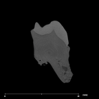 SK 849 Paranthropus robustus URM1 internal