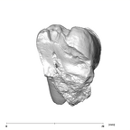 SK 849 Paranthropus robustus URM1 lingual