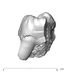 SK 849 Paranthropus robustus URM1 mesial