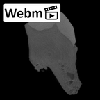 SK 849 Paranthropus robustus URM1 ct stack movie
