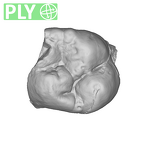 SK 849 Paranthropus robustus URM1 ply