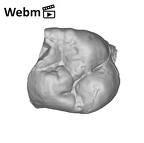 SK 849 Paranthropus robustus URM1 ply movie