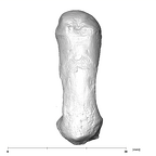 SK 84 Homo left first metacarpal dorsal