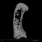 SK 84 Homo left first metacarpal internal