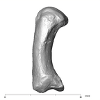 SK 84 Homo left first metacarpal lateral