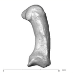 SK 84 Homo left first metacarpal medial