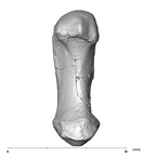 SK 84 Homo left first metacarpal palmar