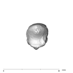 SK 84 Homo left first metacarpal proximal