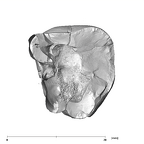 SK 851 Paranthropus robustus LRM3 apical