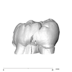 SK 851 Paranthropus robustus LRM3 buccal